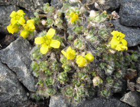 Draba acaulis